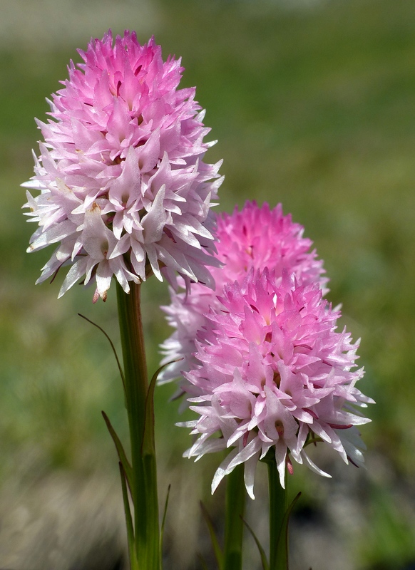 Nigritella corneliana nella splendida e selvaggia Val Maira (CN) luglio 2024.